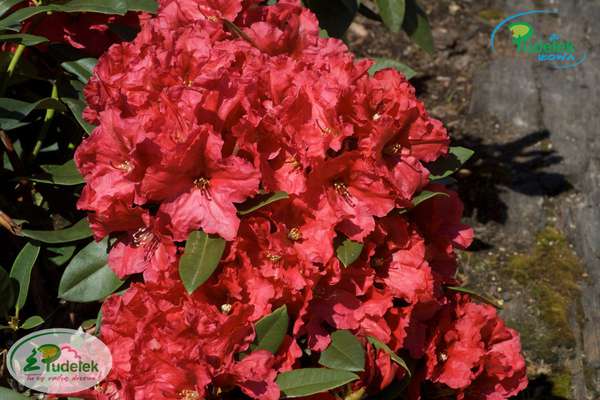 Rhododendron Rabatz
